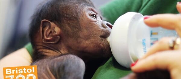 Une bébé gorille née par césarienne au zoo de Bristol Une bébé gorille née par césarienne au zoo de Bristol - Sputnik Afrique