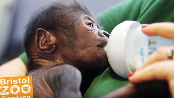 Une bébé gorille née par césarienne au zoo de Bristol - Sputnik Afrique