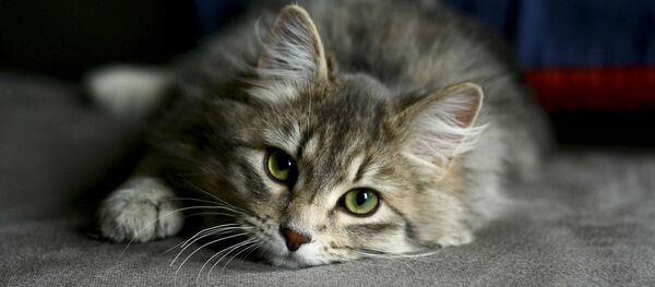 Le chat - Sputnik Afrique