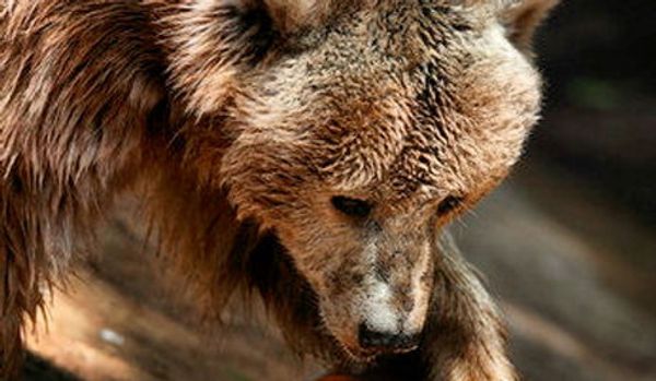 Le 'mois de silence' pour les ours - Sputnik Afrique