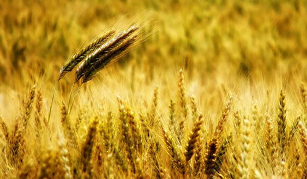 Les hauts prix du blé peuvent provoquer une crise alimentaire mondiale - Sputnik Afrique