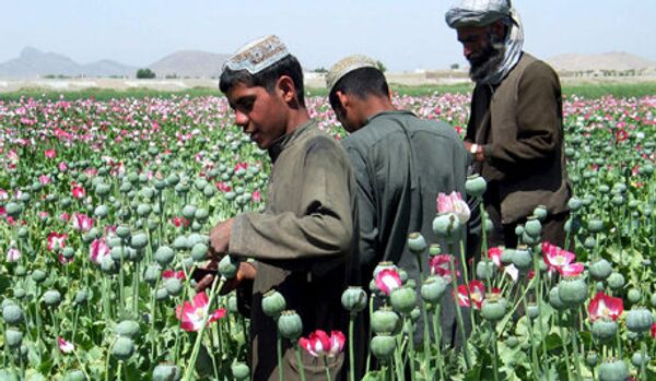 L'OTAN et l'OTSC doivent lutter contre la drogue afghane - Sputnik Afrique