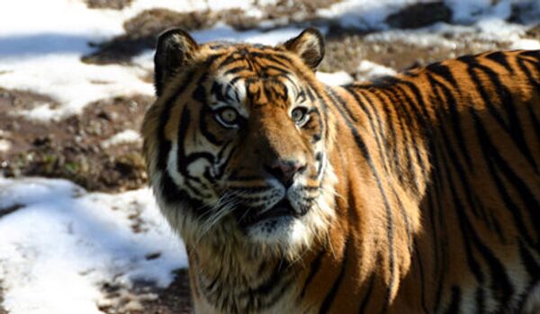 Le trafic de tigre rapporte 5 M USD par an (experts) - Sputnik Afrique