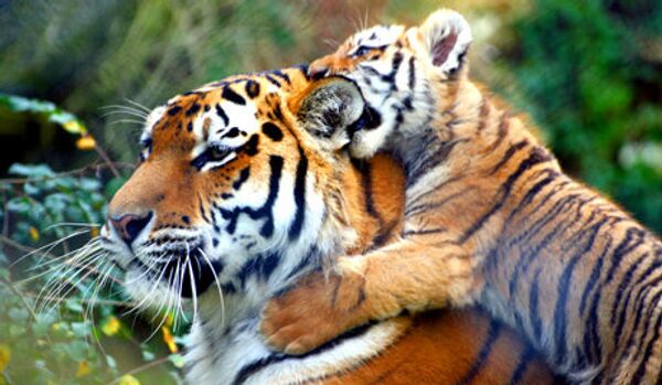 Le Forum axé sur la protection du tigre à Saint-Pétersbourg - Sputnik Afrique