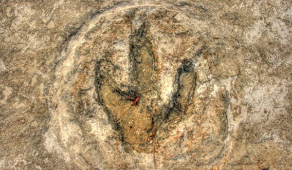 Les fossiles des plus anciens des dinosaures ayant vécu en Russie - Sputnik Afrique