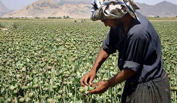 La production du haschich a brusquement augmenté en Afghanistan - Sputnik Afrique