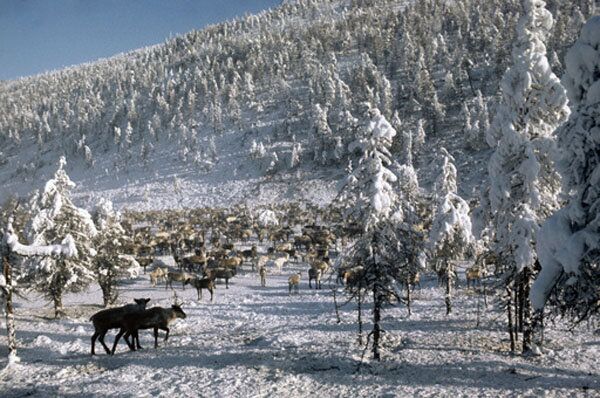 Le village d’Oïmiakon (situé dans le nord-est de la république de Sakha, le long du fleuve Indiguirka) est le pôle du froid de l'hémisphère nord. Le 26 janvier 1926, une température de -71.2°C y a été enregistrée. La température moyenne en hiver y est de -40°C. - Sputnik Afrique