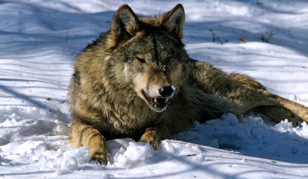 La Russie exportera … des loups - Sputnik Afrique