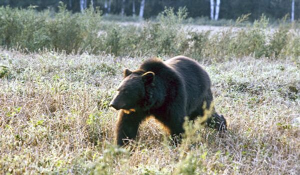 Russie : Magadan est de plus en plus fréquentée par les ours - Sputnik Afrique