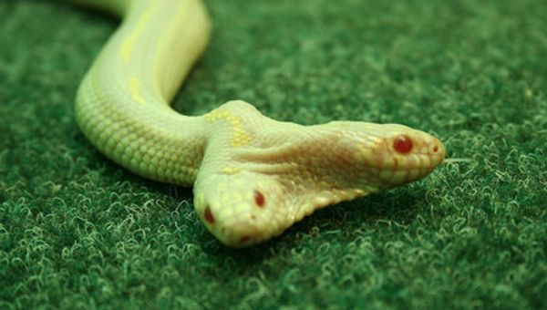 Un serpent à deux têtes au zoo de Yalta Un serpent à deux têtes au zoo de Yalta - Sputnik Afrique