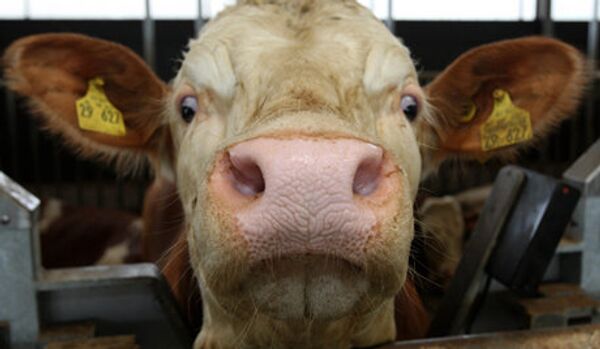 Fukushima : la viande des vaches contient du césium - Sputnik Afrique