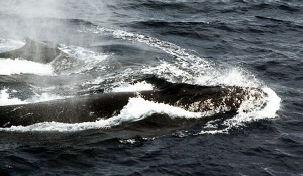 Sauver les baleines - Sputnik Afrique