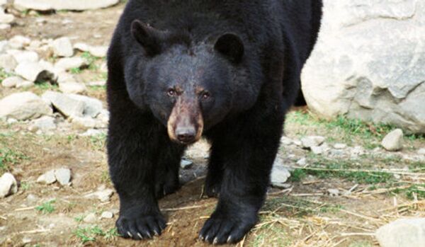 Russie: deux personnes tuées par un ours brun au Kamtchatka - Sputnik Afrique