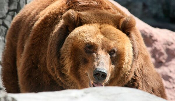 Extrême-Orient russe: les chasseurs ont abattu une ourse dangereuse - Sputnik Afrique