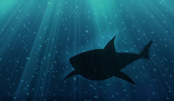 Premier cas d'agression d'humains par un requin dans le Primorié - Sputnik Afrique