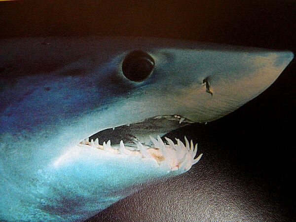 Le requin mako ou requin-taupe bleu atteint rapidement des vitesses élevées (50 km/h en moyenne) et serait capable de faire des bonds de 10 mètres hors de l'eau. De forme très hydrodynamique il a une taille maximale de 4 mètres. - Sputnik Afrique