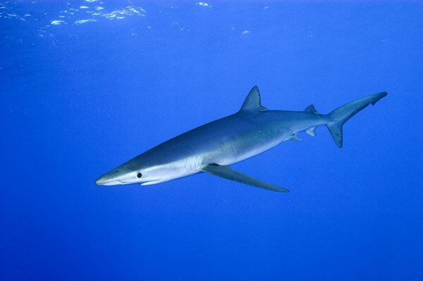 Le requin bleu, dénommé également peau bleue, dont la taille maximale est de l'ordre de 4 mètres, attaque rarement les hommes. La plupart des altercations entre des requins bleus et des humains ont lieu en eau profonde et près de petits bateaux car ils s'aventurent rarement près du rivage. - Sputnik Afrique
