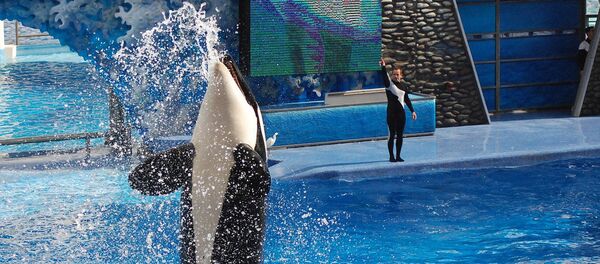 SeaWorld - Sputnik Afrique