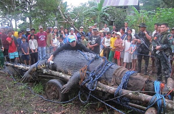 Le crocodile a été placé dans une cage clôturée dans une zone où la ville compte ouvrir un parc d’écotourismes pour les espèces vivant dans les marais de cette région au sud de Manille. - Sputnik Afrique