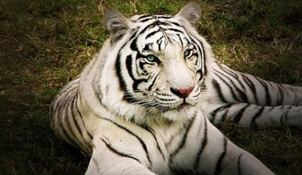 Russie: l’ Extrême-Orient fête la Journée du tigre - Sputnik Afrique