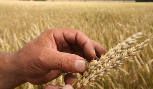 Russie: 90 M de tonnes de céréales récoltées - Sputnik Afrique