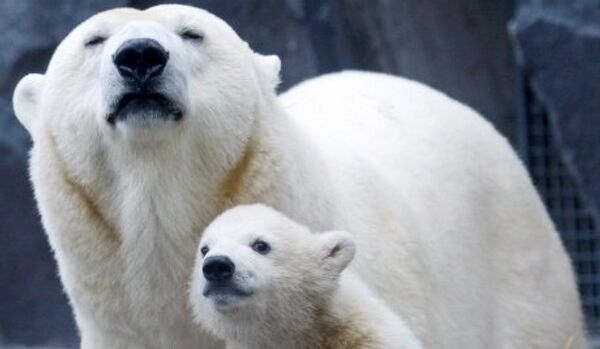 Les ours polaires en ligne au Canada - Sputnik Afrique