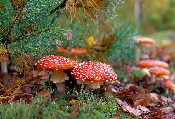 En 2001 la réserve de Briansk a été inscrite sur la liste des réserves de biosphère de l'UNESCO sous le nom de région forestière Niérousso-Diesnyanskoe. Sur la photo: Amanite - Sputnik Afrique