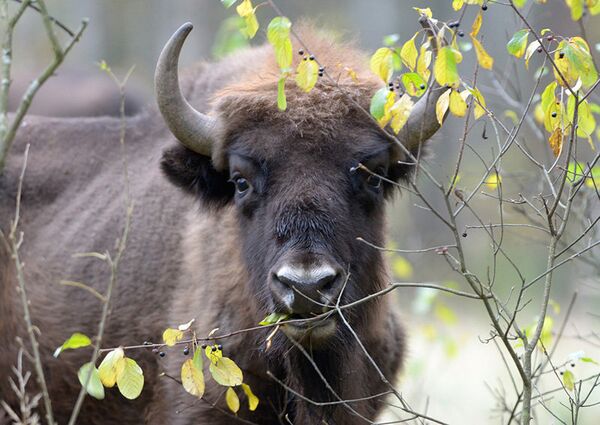Dans la forêt de Briansk, tout comme dans d'autres parcs naturels russes, on réalise un travail d'acclimatation et d'élevage de bisons. - Sputnik Afrique