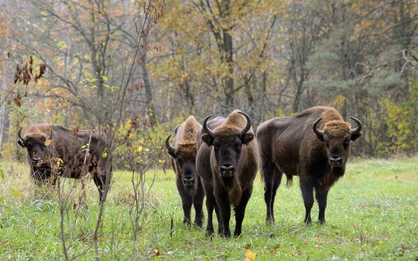 Les bisons arrivés fin octobre 2011 de la réserve de Prioksko-Terasnovo ont rapidement été lâchés dans les pâturages de la forêt de Briansk. - Sputnik Afrique