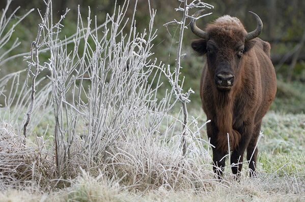 A l'heure actuelle le troupeau se compose de dix bisons. - Sputnik Afrique