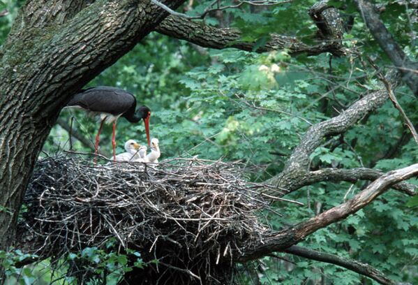 Six espèces d'oiseaux vivent dans la forêt de Briansk, dont des cigognes noires (en photo), des circaètes et des pies-grièches. - Sputnik Afrique