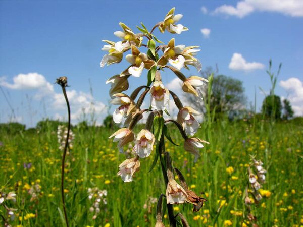 D'admirables orchidées poussent dans le parc naturel. On dénombre aujourd'hui dix-neuf espèces d'orchidées. - Sputnik Afrique