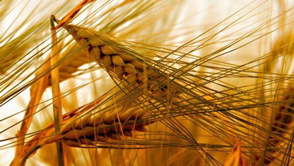 Le blé russe sera exporté en Égypte - Sputnik Afrique