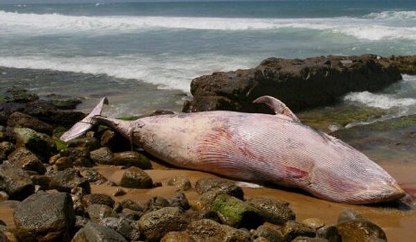 16 cachalots s’échouent sur les côtes d’Australie - Sputnik Afrique