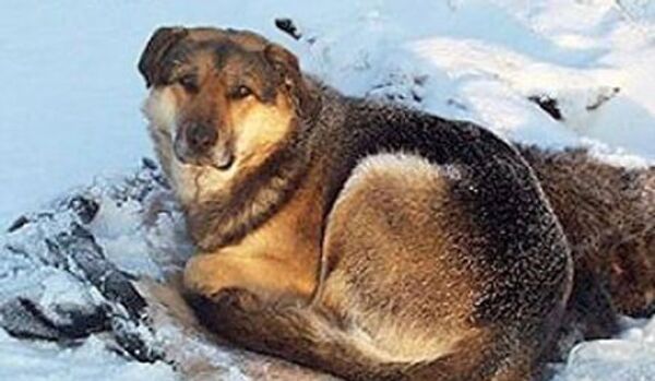 Une histoire d'amour entre deux chiens touche les habitants de Iakoutie - Sputnik Afrique