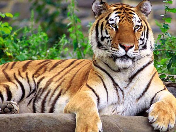 La réserve abrite de grands mammifères carnivores : les tigres de l’Amour, mais aussi des ours, des lynx, des gloutons, des loutres. - Sputnik Afrique