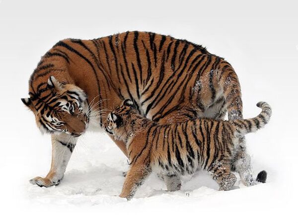 La réserve de Botchinski est l’habitat le plus septentrional des tigres de l’Amour. - Sputnik Afrique