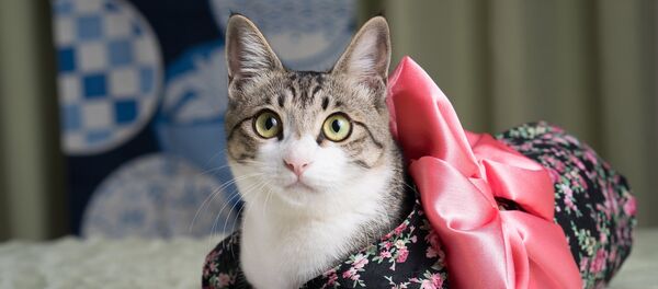 Kimono kitty - Sputnik Afrique