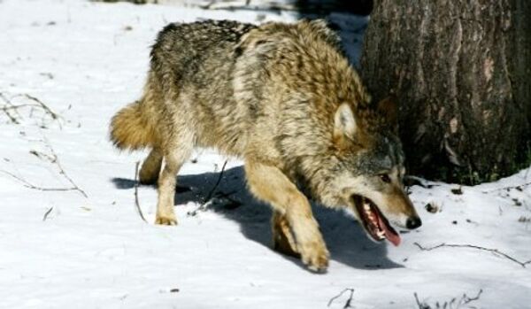 Les loups assiègent la ville russe de Verkhoïansk - Sputnik Afrique