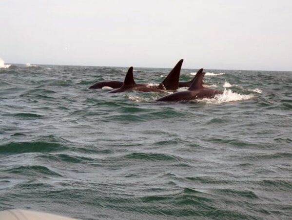 La réserve comprend près de 17.000 hectares des eaux de la mer d'Okhotsk. Le long de la côte de la péninsule de la Patience, on peut rencontrer une grande variété d'espèces de baleines (cachalots, orques) et des dauphins. - Sputnik Afrique