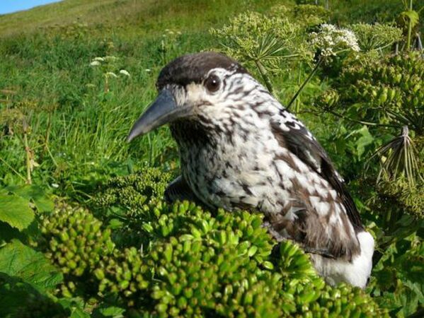 Sur le territoire de la Réserve de Poronaïsky et sa zone tampon, près de 181 espèces d'oiseaux ont trouvé des niches. Sur la photo: l'oiseau casse-noisette. - Sputnik Afrique