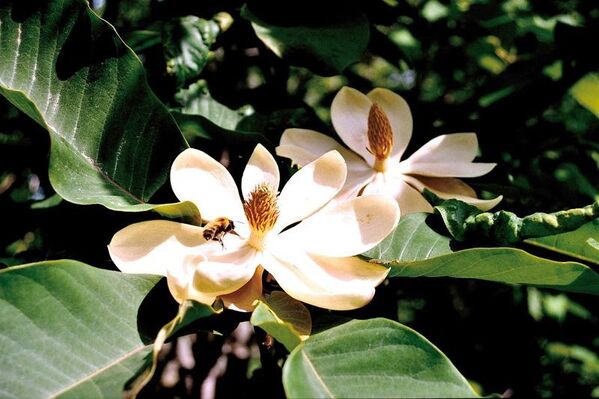 Magnolias en fleur - Sputnik Afrique