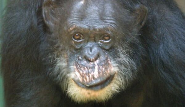 Le plus vieux chimpanzé d'Europe mort à l'âge de 60 ans - Sputnik Afrique