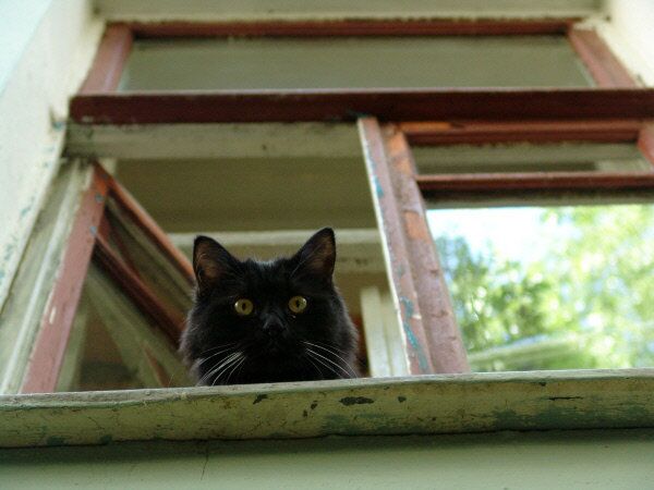 Le 1er mars est la Journée du chat en Russie. Malgré le fait que la Journée Mondiale du Chat est célébrée le 8 août, les amateurs de cet animale domestique organisent également des fêtes locales. Sur photo: Le chat noir de la maison de Boulgakov. Moscou, Russie. - Sputnik Afrique