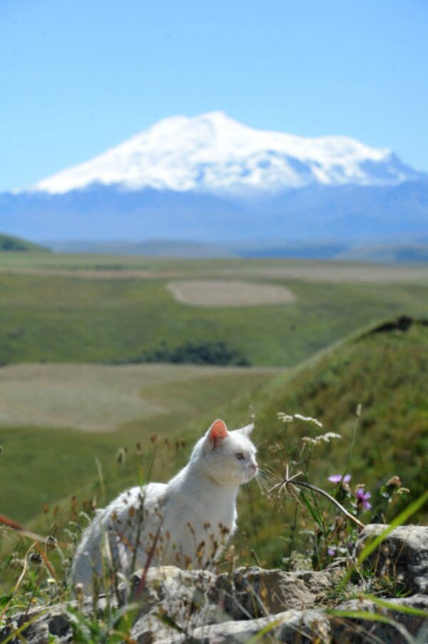 Un chat sur fond du Mont Elbrouz dans le Caucase russe - Sputnik Afrique
