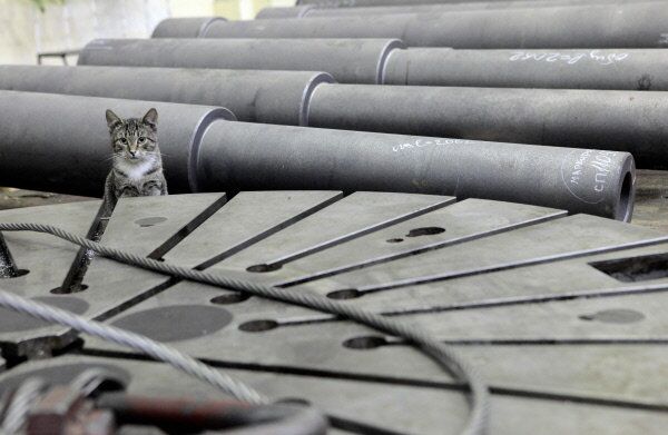 Un chat dans un atelier de l’usine - Sputnik Afrique