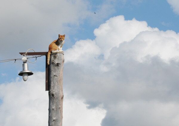 Un chat sur une ligne à haute tension dans la région russe de Novgorod - Sputnik Afrique