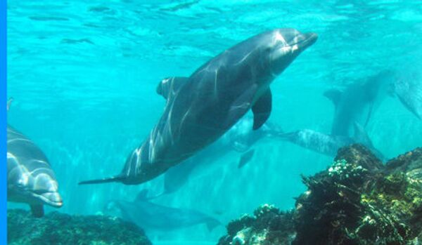 Les touristes ont sauvé de la mort d'un banc de dauphins - Sputnik Afrique
