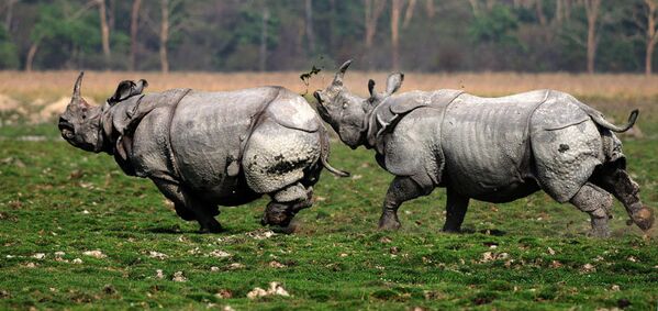 Les jeux d'amour des rhinocéros dans le parc national Pobitora en Inde. Selon le ministère de la protection de la Nature, la population des rhinocéros est passée de 84 à 93 depuis 2009. - Sputnik Afrique