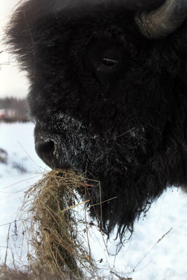 Un bison dans une ferme de la campagne de la ville russe de Lioubertsy dans la région de Novgorod. - Sputnik Afrique